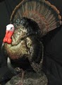 Connecticut Taxidermy.com image 1