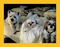 Cozy Home & Pet Care LLC image 4
