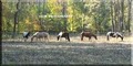 Crull Paint Horses image 2