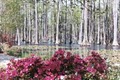 Cypress Gardens image 1