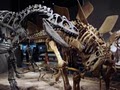 Denver Museum of Nature & Science image 6