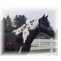 Diamond S Ranch Paint Horses logo