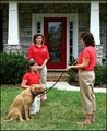 Dog Training In Your Home image 2