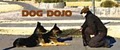 DogDojo:: At Whit's End image 3