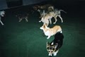 Dogs World of Fun image 3