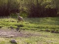 Duck Creek Cabin People - Vacation Rental image 4