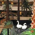 Embassy Suites Hotel Houston-Near The Galleria image 7