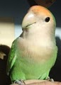 Emma Jean Lovebird Breeder image 1