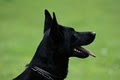 EuroShepherd K9 llc image 1