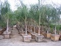 Evergreen Nursery image 3