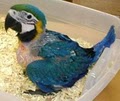Exotic Pets & Birds image 2