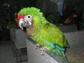 Exotic Pets & Birds image 4