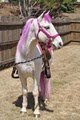 Fairytale Ponies- Pony Party, Carriage Rides, Pony Rides image 2