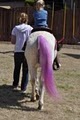 Fairytale Ponies- Pony Party, Carriage Rides, Pony Rides image 3