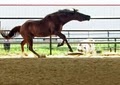 Falcon Equestrian Center, LLC image 10