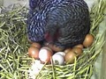 Farm Fresh Eggs Market image 1