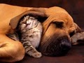 Friends of Fur Pet Care image 1
