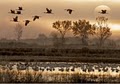 Friends of the Bosque del Apache National Wildlife Refuge image 2