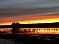 Friends of the Bosque del Apache National Wildlife Refuge image 4