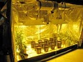 GROW BIG HYDROPONICS image 5