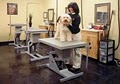 Good Dog Hotel & Spa image 2