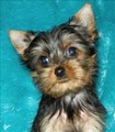 Grayson's Yorkies image 2