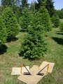 Green Acres Christmas Tree Farm image 2