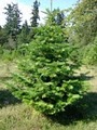 Green Acres Christmas Tree Farm image 3