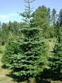 Green Acres Christmas Tree Farm image 4