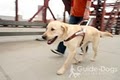 Guide Dogs for the Blind image 2