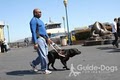 Guide Dogs for the Blind image 4