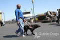 Guide Dogs for the Blind image 4