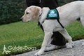 Guide Dogs for the Blind image 6