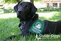 Guide Dogs for the Blind image 7
