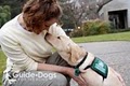 Guide Dogs for the Blind image 8