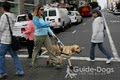 Guide Dogs for the Blind image 1