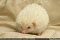 Hamor Hollow Hedgehogs image 2