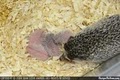 Hamor Hollow Hedgehogs image 6