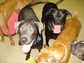 Happy Dogs Daycare image 3