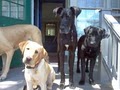 Happy Hounds Dog Day Care and Boarding image 2