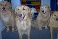 Happy Hounds Dog Day Care and Boarding image 9