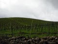 Harbinger Winery image 7