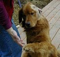 Homeward Bound Golden Retriever Rescue & Sanctuary image 4