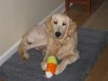 Homeward Bound Golden Retriever Rescue & Sanctuary image 6