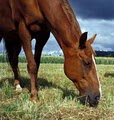 Horse Sleigh Farm image 5