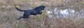 HuntersCreekRetrievers.com image 7