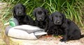 HuntersCreekRetrievers.com image 8