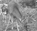 Illinois Trophy Whitetails image 4