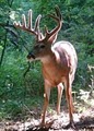 Illinois Trophy Whitetails image 5