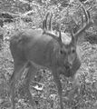 Illinois Trophy Whitetails image 6